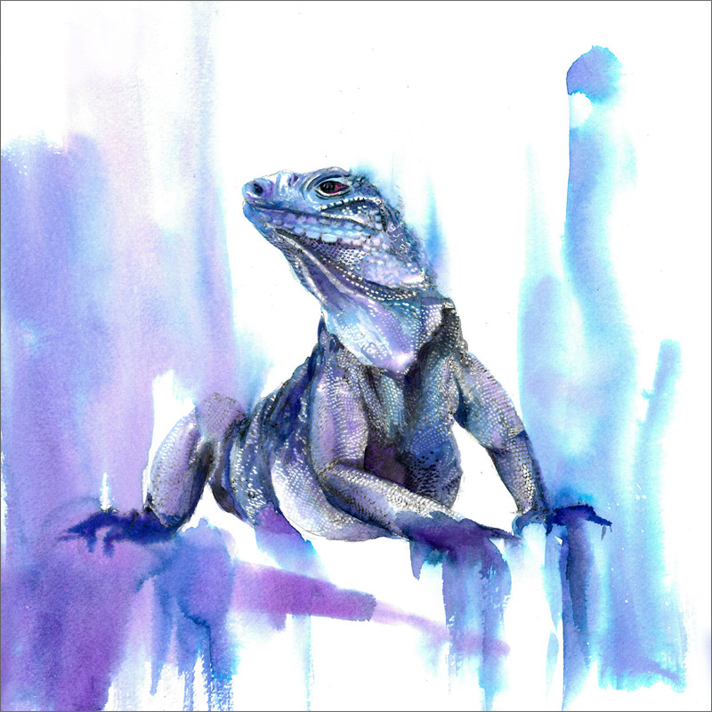 blue-cayman-watercolor-by-rachel-rowberry