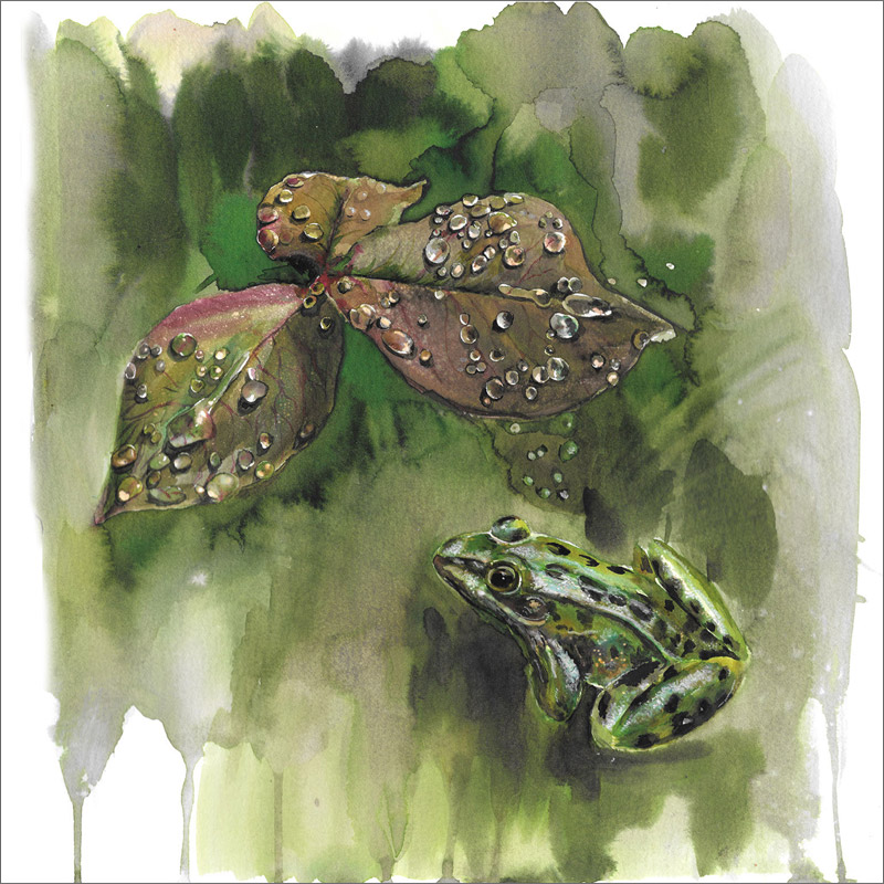 raindrops-frog-by-rachel-rowberry
