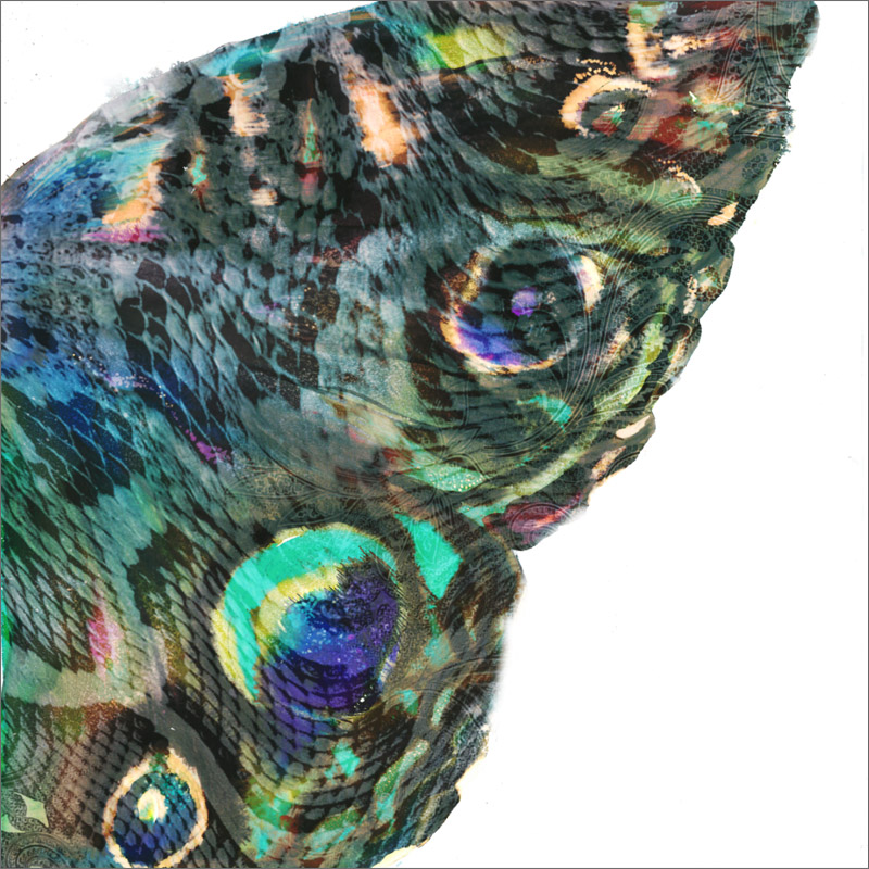 reptile-butterfly-from-i-dream-in-dozens-by-rachel-rowberry